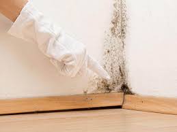 Reliable Bonny Doon, CA Mold Removal & Remediation Solutions